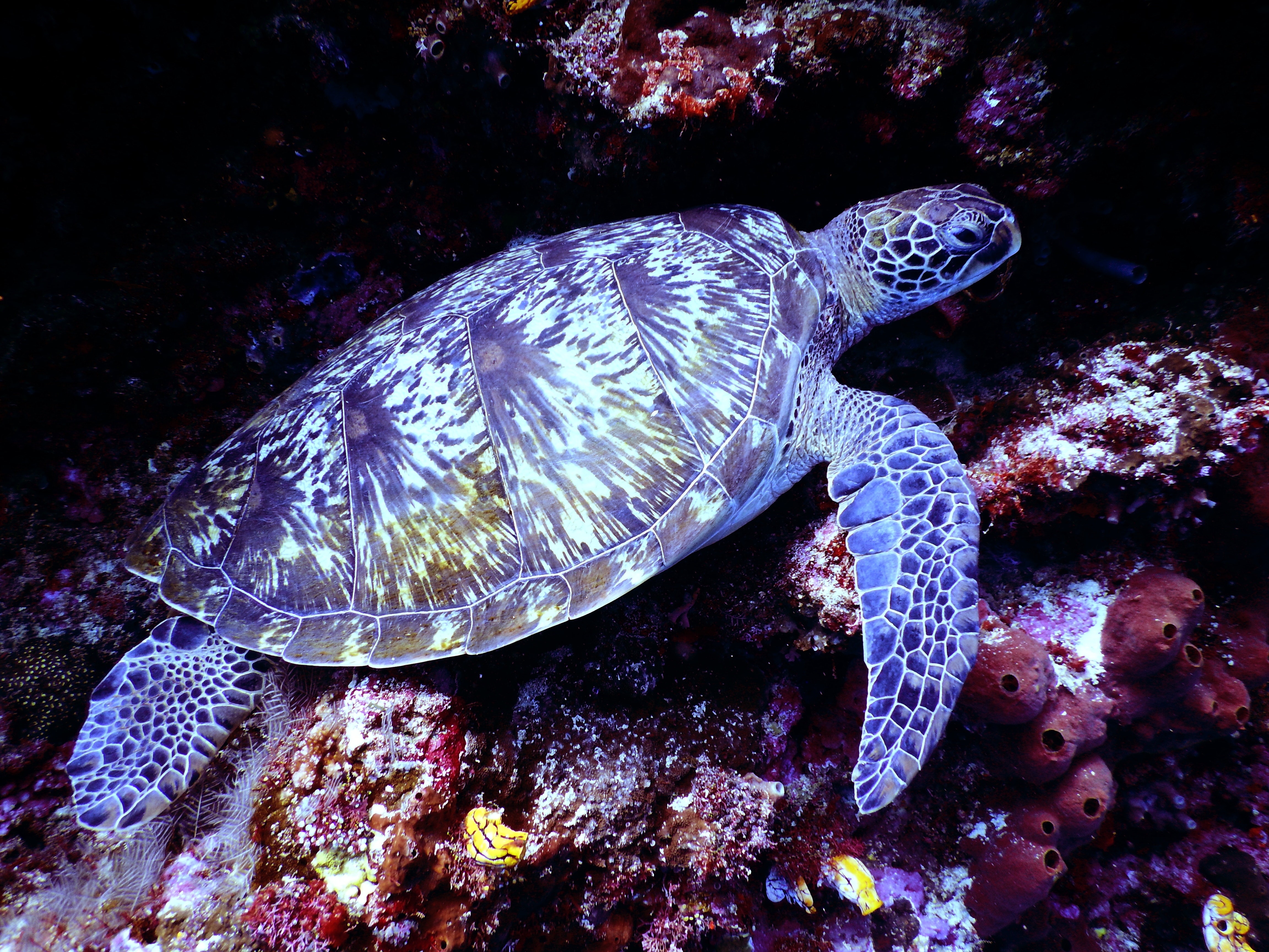 Hawksbill Turtle